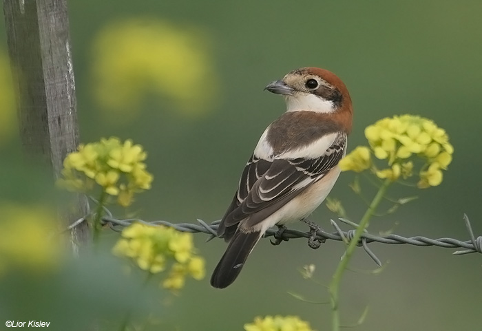      Woodchat Shrike  Lanius senator                      , ,  2009.: 